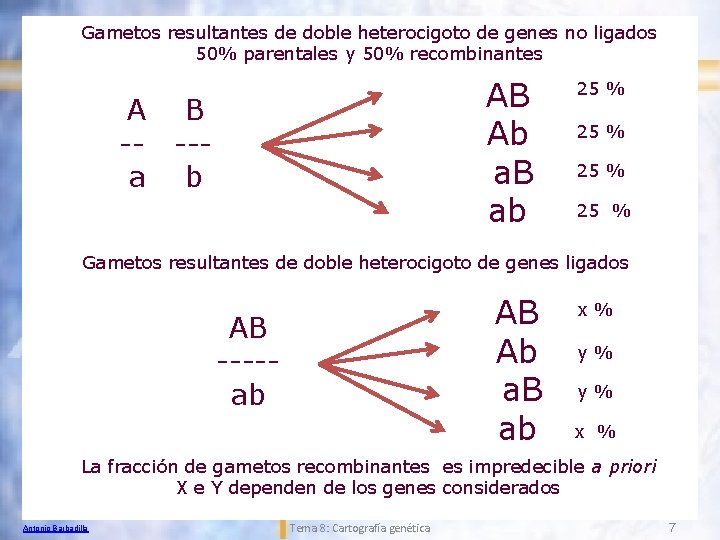 Gametos resultantes de doble heterocigoto de genes no ligados 50% parentales y 50% recombinantes