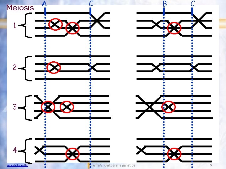 Meiosis A C B C 1 2 3 4 Antonio Barbadilla Tema 8: Cartografía