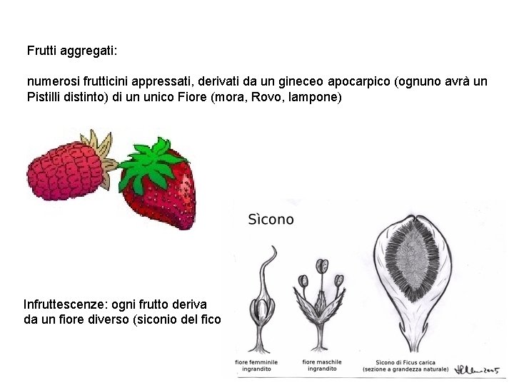 Frutti aggregati: numerosi frutticini appressati, derivati da un gineceo apocarpico (ognuno avrà un Pistilli