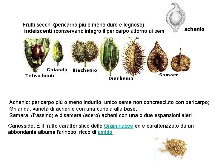 Frutti secchi (pericarpo ( più o meno duro e legnoso) indeiscenti (conservano integro il