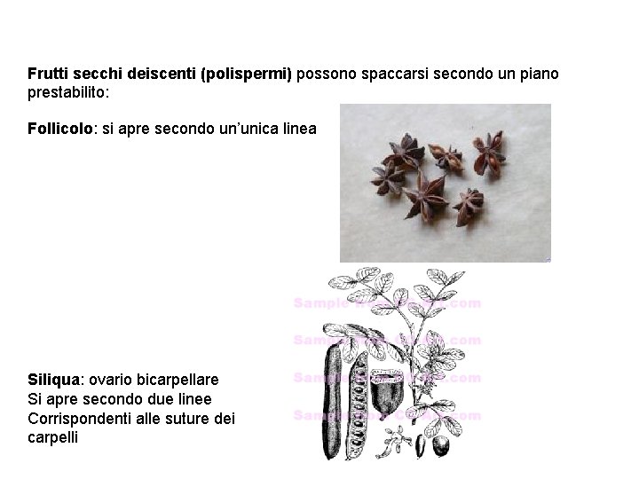 Frutti secchi deiscenti (polispermi) possono spaccarsi secondo un piano prestabilito: Follicolo: si apre secondo