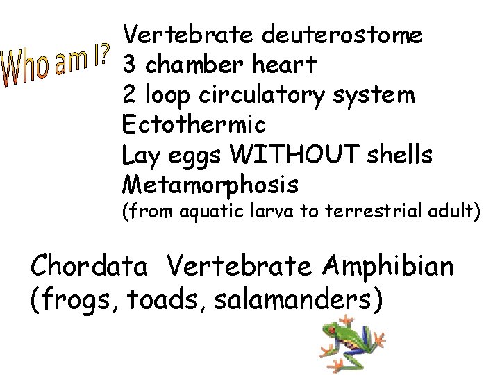 Vertebrate deuterostome 3 chamber heart 2 loop circulatory system Ectothermic Lay eggs WITHOUT shells