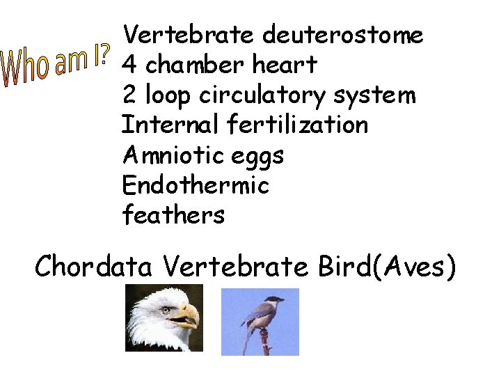 Vertebrate deuterostome 4 chamber heart 2 loop circulatory system Internal fertilization Amniotic eggs Endothermic