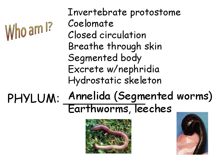 Invertebrate protostome Coelomate Closed circulation Breathe through skin Segmented body Excrete w/nephridia Hydrostatic skeleton