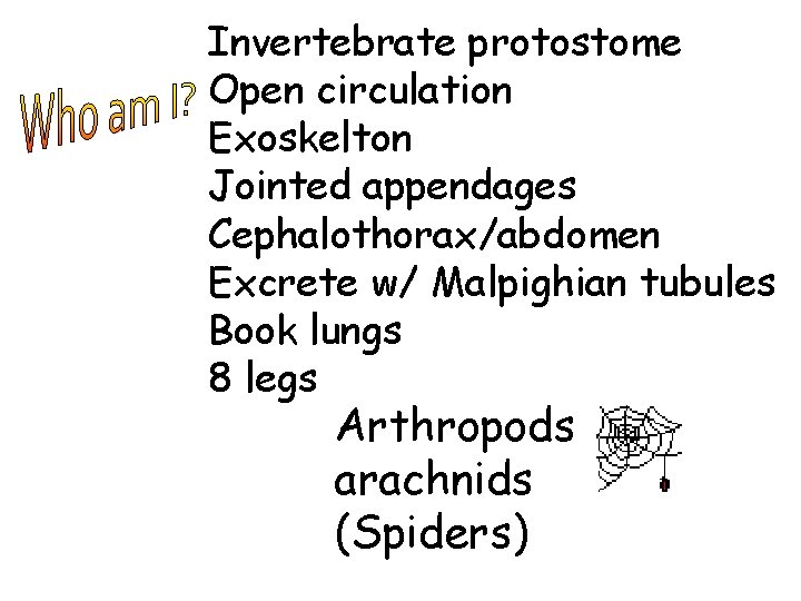 Invertebrate protostome Open circulation Exoskelton Jointed appendages Cephalothorax/abdomen Excrete w/ Malpighian tubules Book lungs