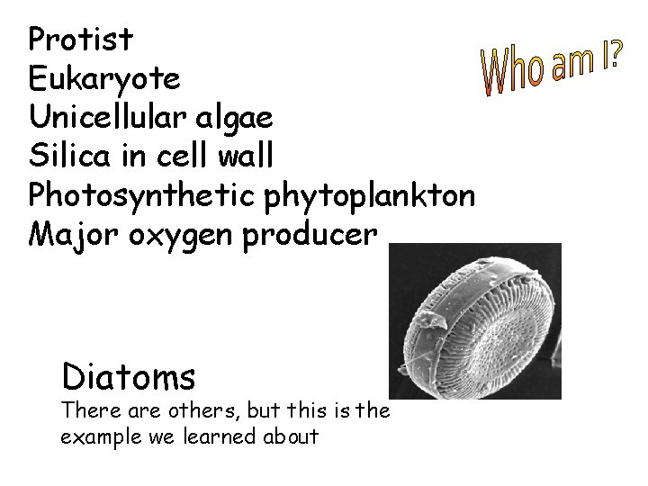 Protist Eukaryote Unicellular algae Silica in cell wall Photosynthetic phytoplankton Major oxygen producer Diatoms
