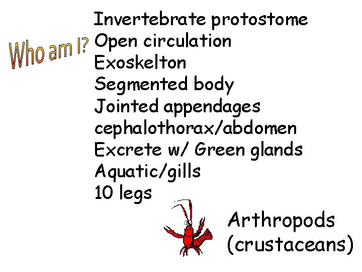 Invertebrate protostome Open circulation Exoskelton Segmented body Jointed appendages cephalothorax/abdomen Excrete w/ Green glands