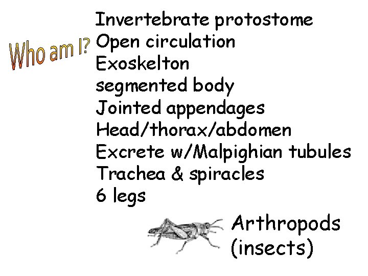 Invertebrate protostome Open circulation Exoskelton segmented body Jointed appendages Head/thorax/abdomen Excrete w/Malpighian tubules Trachea