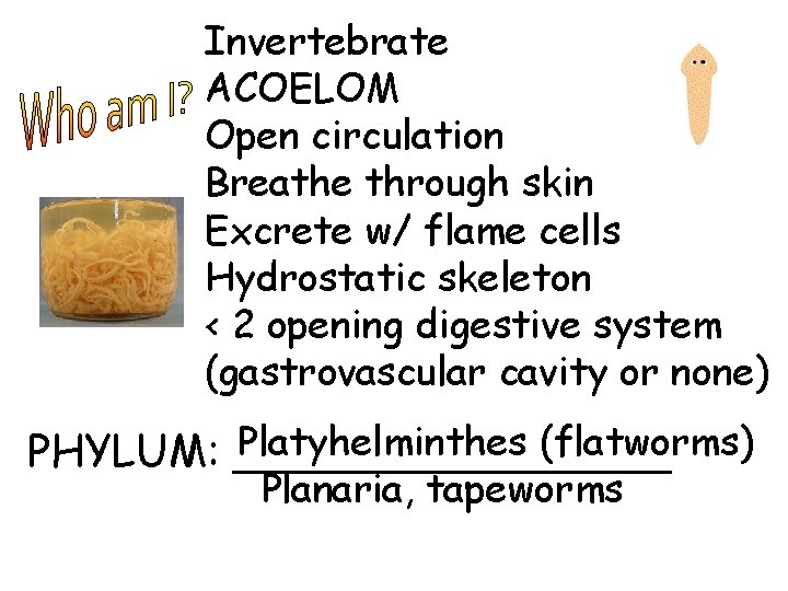 Invertebrate ACOELOM Open circulation Breathe through skin Excrete w/ flame cells Hydrostatic skeleton <
