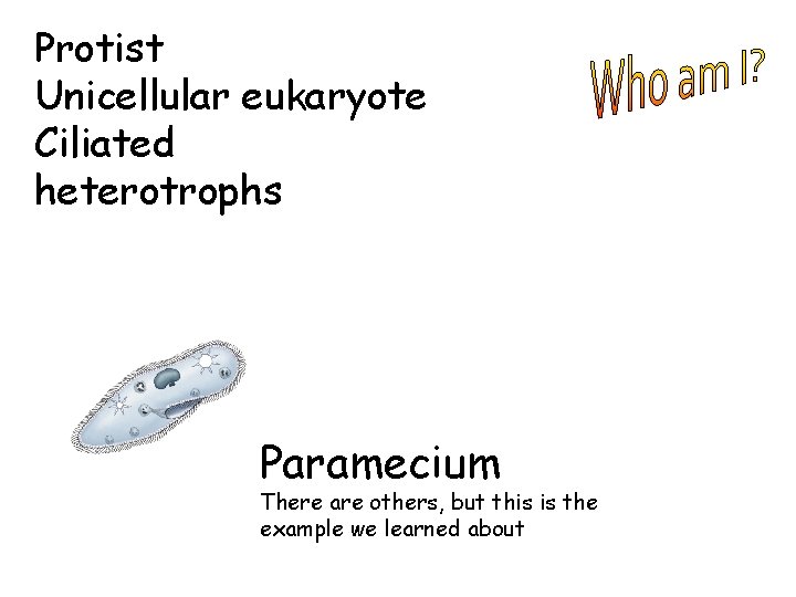 Protist Unicellular eukaryote Ciliated heterotrophs Paramecium There are others, but this is the example