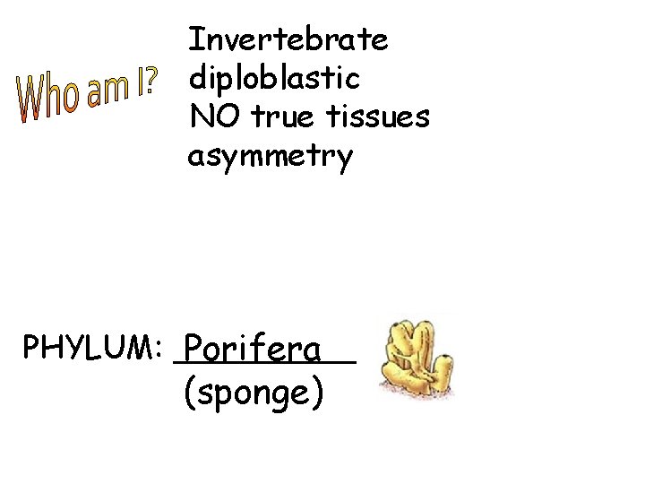 Invertebrate diploblastic NO true tissues asymmetry PHYLUM: _____ Porifera (sponge) 