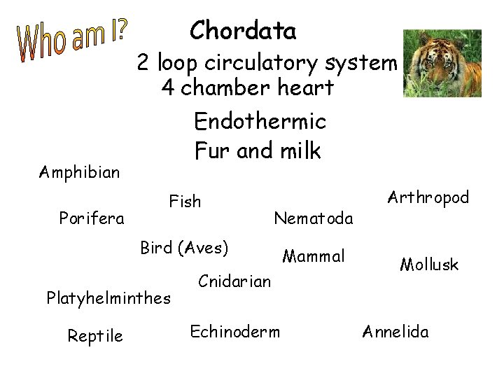 Chordata 2 loop circulatory system 4 chamber heart Endothermic Fur and milk Amphibian Porifera