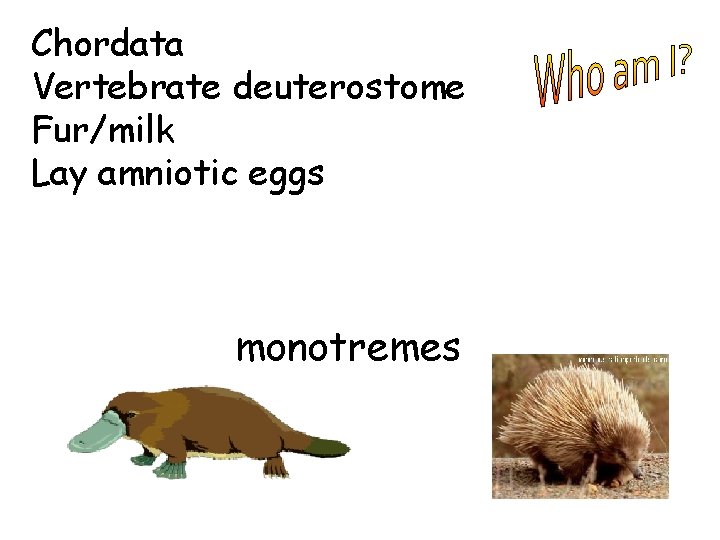 Chordata Vertebrate deuterostome Fur/milk Lay amniotic eggs monotremes 