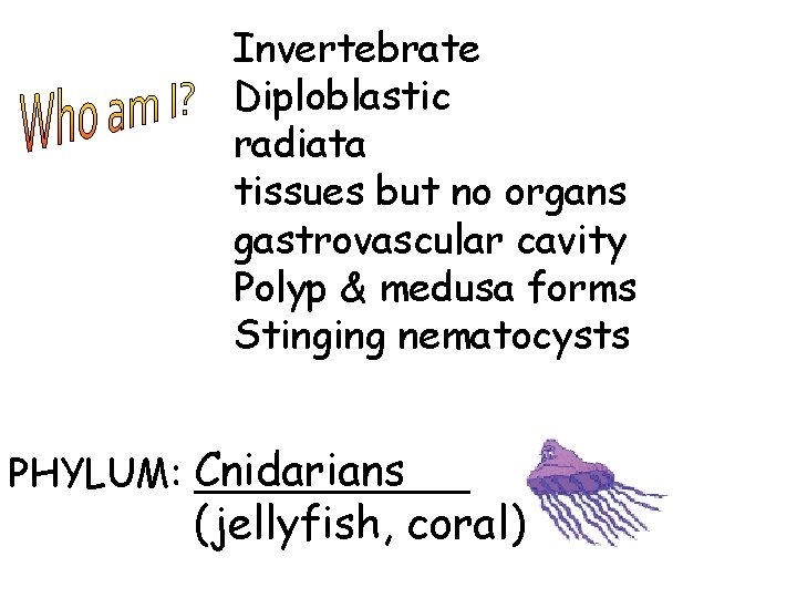 Invertebrate Diploblastic radiata tissues but no organs gastrovascular cavity Polyp & medusa forms Stinging