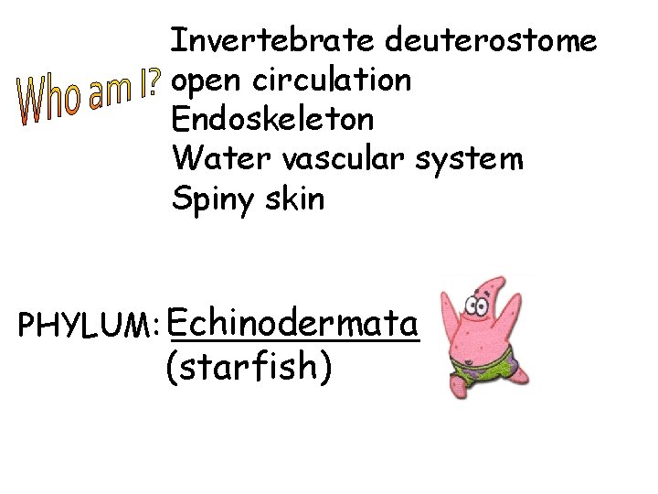 Invertebrate deuterostome open circulation Endoskeleton Water vascular system Spiny skin PHYLUM: Echinodermata ______ (starfish)