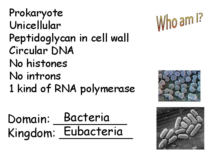 Prokaryote Unicellular Peptidoglycan in cell wall Circular DNA No histones No introns 1 kind
