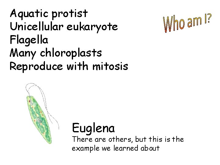 Aquatic protist Unicellular eukaryote Flagella Many chloroplasts Reproduce with mitosis Euglena There are others,