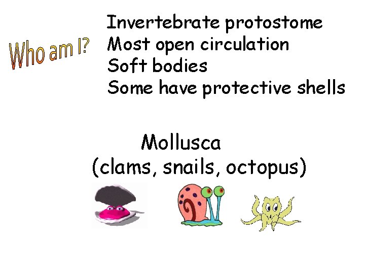 Invertebrate protostome Most open circulation Soft bodies Some have protective shells Mollusca (clams, snails,