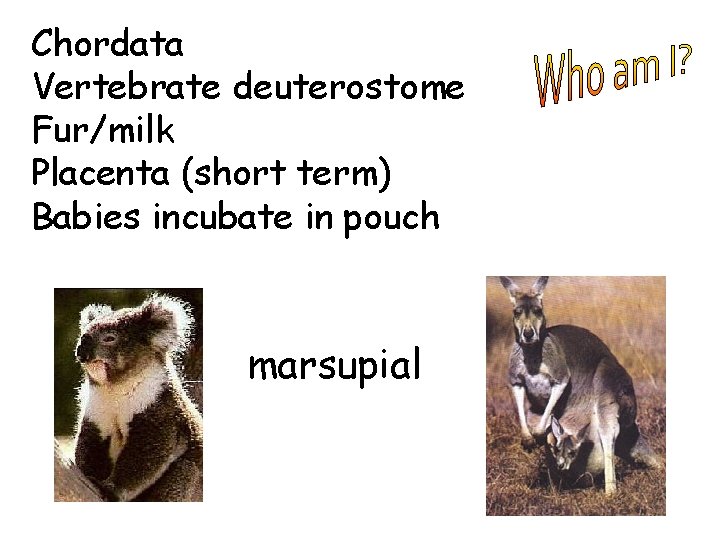 Chordata Vertebrate deuterostome Fur/milk Placenta (short term) Babies incubate in pouch marsupial 