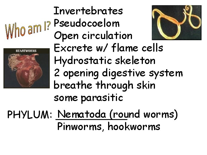 Invertebrates Pseudocoelom Open circulation Excrete w/ flame cells Hydrostatic skeleton 2 opening digestive system