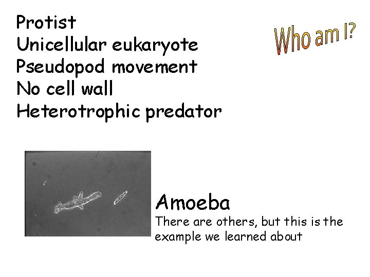 Protist Unicellular eukaryote Pseudopod movement No cell wall Heterotrophic predator Amoeba There are others,