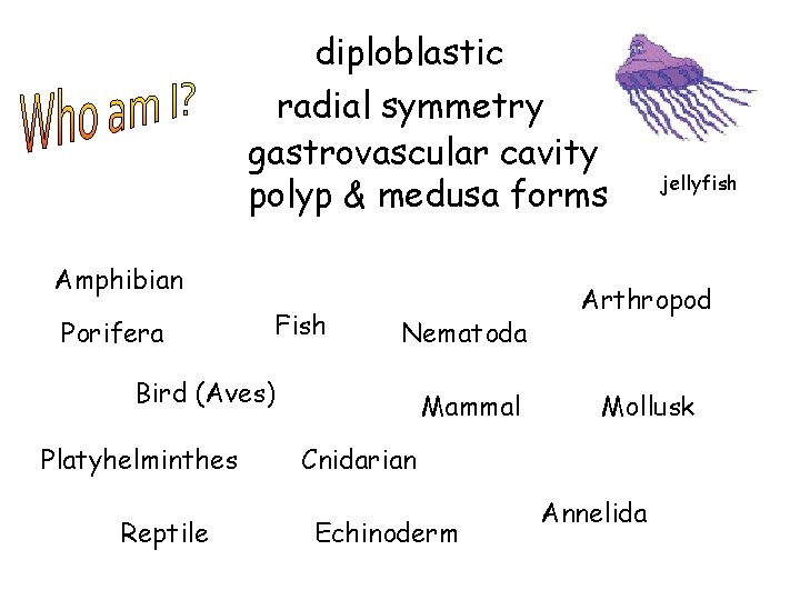diploblastic radial symmetry gastrovascular cavity polyp & medusa forms Amphibian Porifera Fish Nematoda Bird