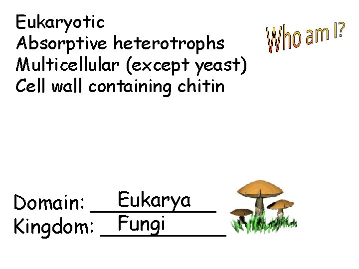 Eukaryotic Absorptive heterotrophs Multicellular (except yeast) Cell wall containing chitin Eukarya Domain: _____ Fungi