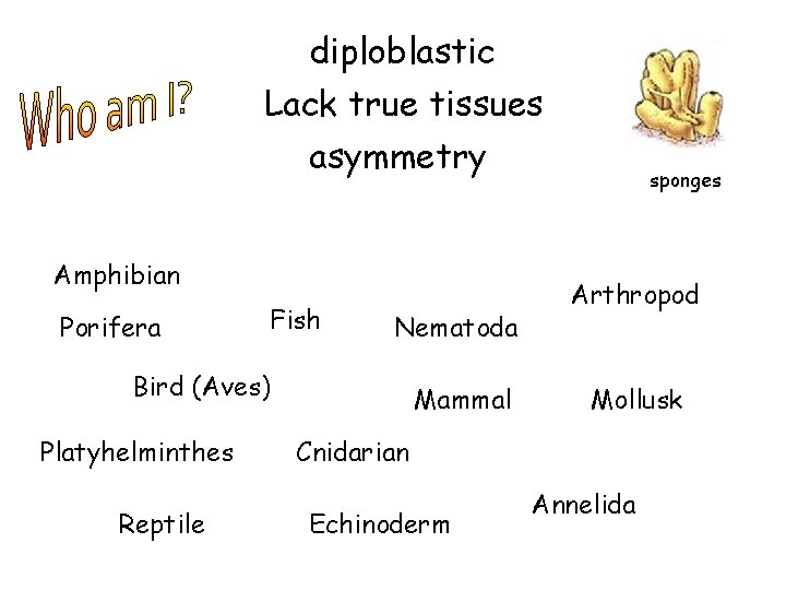 diploblastic Lack true tissues asymmetry Amphibian Porifera Fish Nematoda Bird (Aves) Platyhelminthes Reptile Mammal