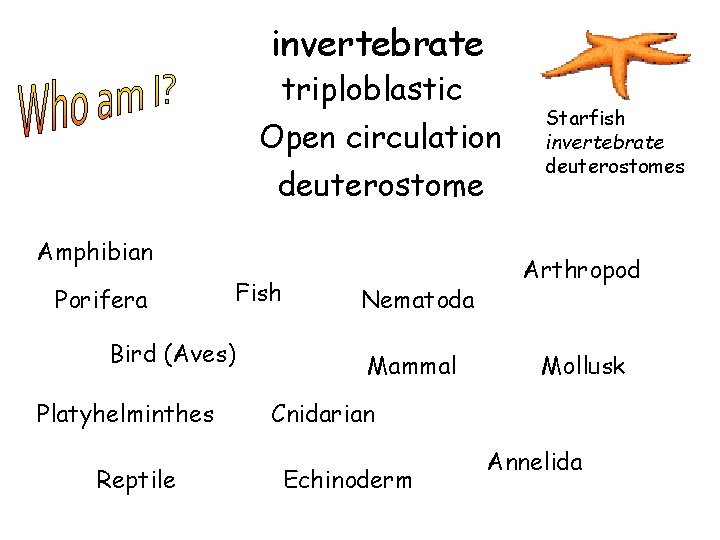 invertebrate triploblastic Open circulation deuterostome Amphibian Porifera Fish Bird (Aves) Platyhelminthes Reptile Nematoda Mammal