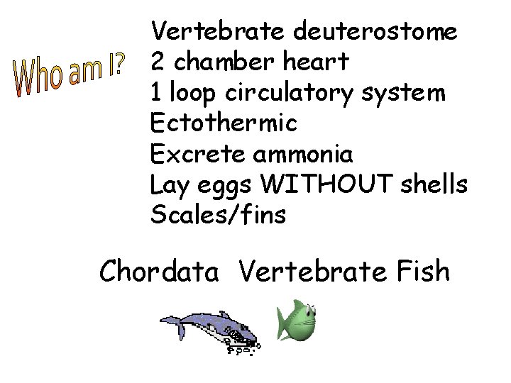 Vertebrate deuterostome 2 chamber heart 1 loop circulatory system Ectothermic Excrete ammonia Lay eggs