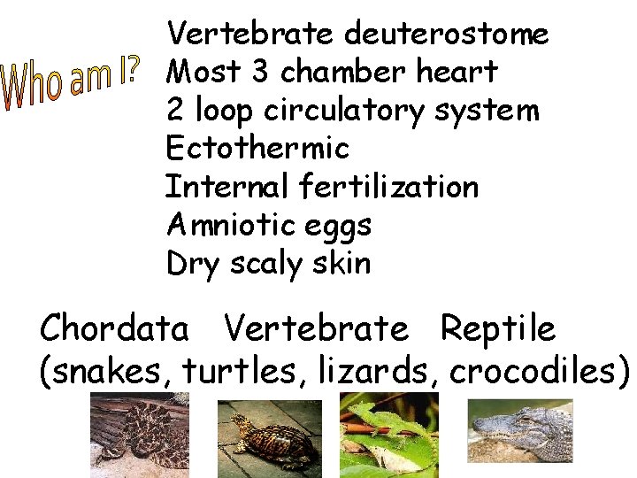Vertebrate deuterostome Most 3 chamber heart 2 loop circulatory system Ectothermic Internal fertilization Amniotic