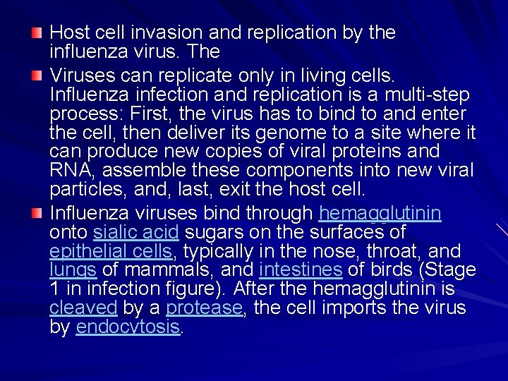 Host cell invasion and replication by the influenza virus. The Viruses can replicate only