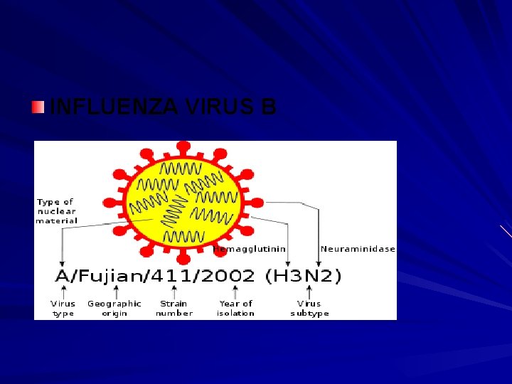 INFLUENZA VIRUS B 