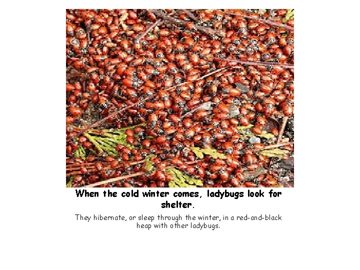 When the cold winter comes, ladybugs look for shelter. They hibernate, or sleep through