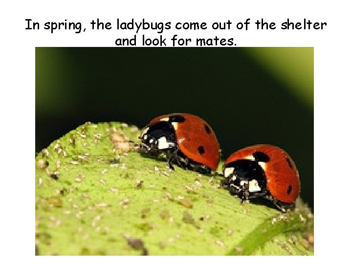 In spring, the ladybugs come out of the shelter and look for mates. 