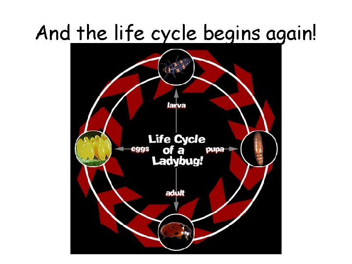 And the life cycle begins again! 