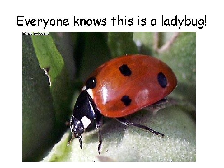 Everyone knows this is a ladybug! 