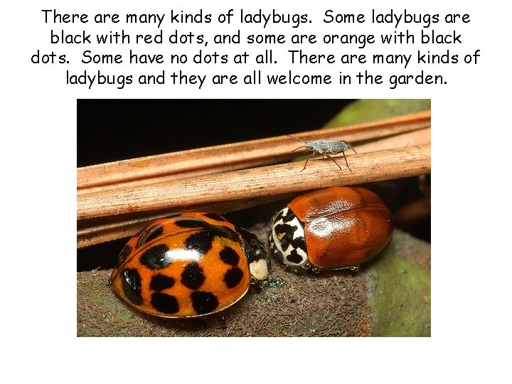 There are many kinds of ladybugs. Some ladybugs are black with red dots, and