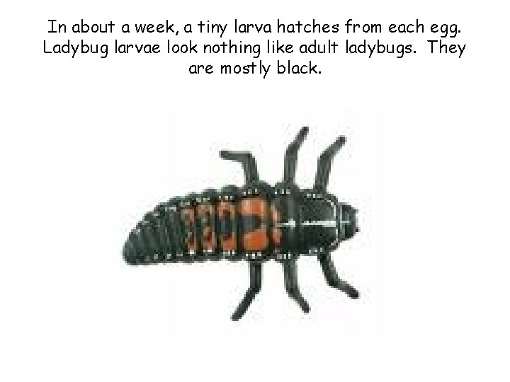 In about a week, a tiny larva hatches from each egg. Ladybug larvae look
