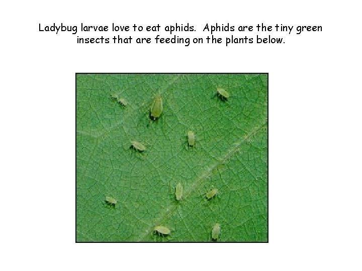 Ladybug larvae love to eat aphids. Aphids are the tiny green insects that are