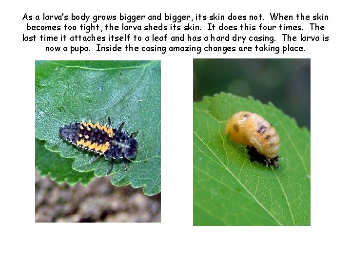 As a larva’s body grows bigger and bigger, its skin does not. When the