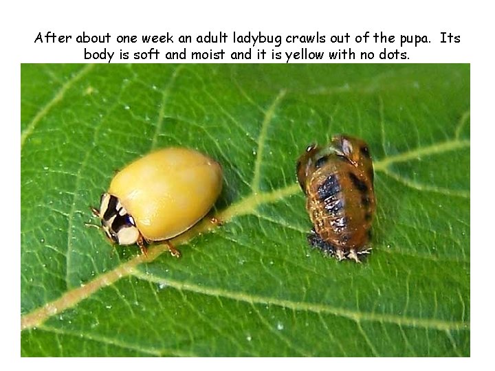 After about one week an adult ladybug crawls out of the pupa. Its body