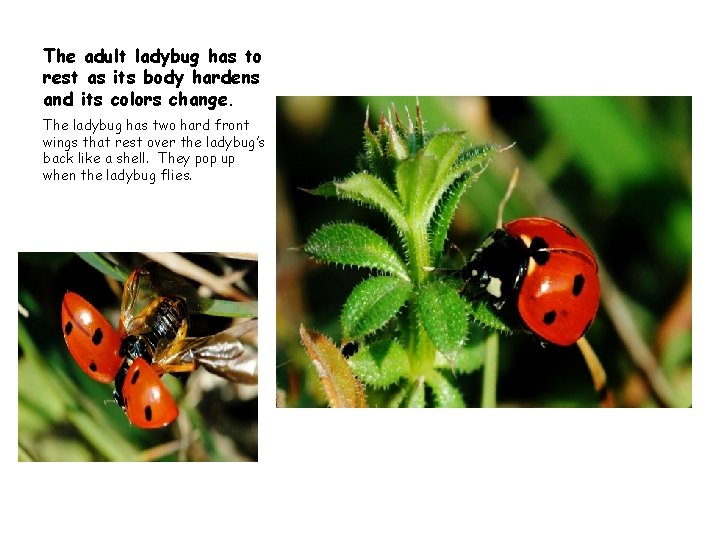 The adult ladybug has to rest as its body hardens and its colors change.