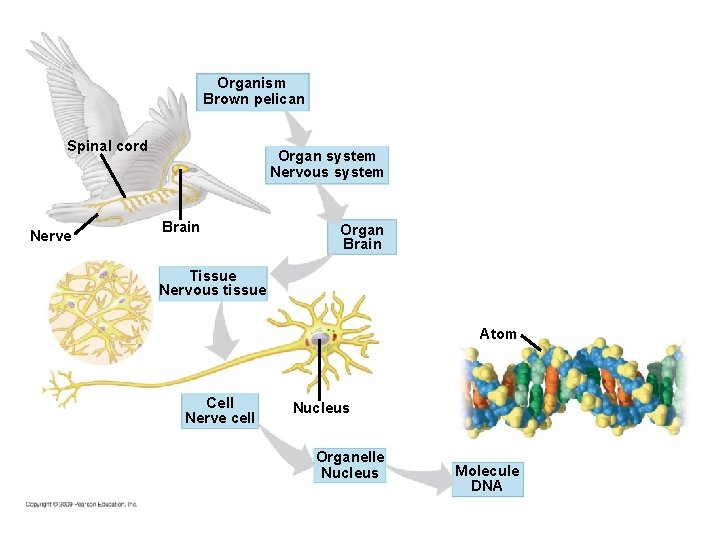 Organism Brown pelican Spinal cord Nerve Organ system Nervous system Brain Organ Brain Tissue