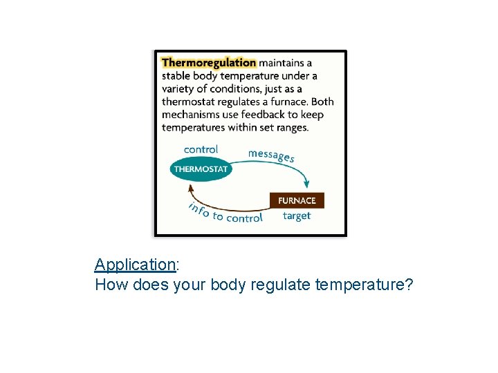 Application: How does your body regulate temperature? 