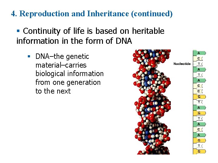 4. Reproduction and Inheritance (continued) § Continuity of life is based on heritable information