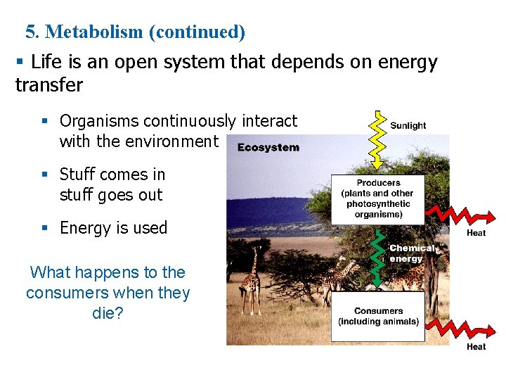 5. Metabolism (continued) § Life is an open system that depends on energy transfer