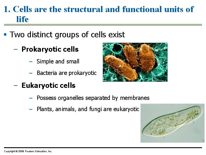 1. Cells are the structural and functional units of life § Two distinct groups