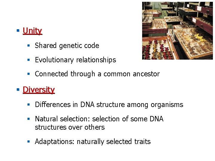 § Unity § Shared genetic code § Evolutionary relationships § Connected through a common