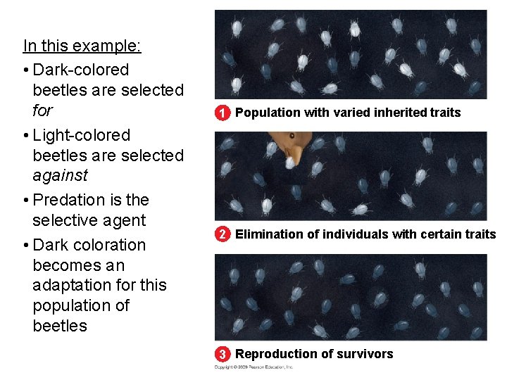 In this example: • Dark-colored beetles are selected for • Light-colored beetles are selected